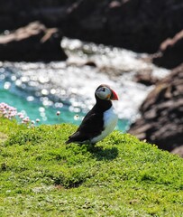 atlantic puffin or common puffin on the cliff, Saltee Island, co. Wexford, Ireland 
