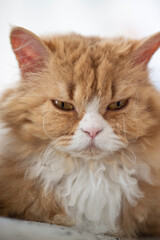 Porträt einer Selkirk Rex Katze