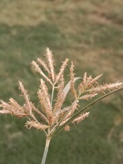 Cyperus rotundus plant head.Nutgrass flower pattern in the garden 