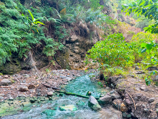 Dumaguete City, Philippines - Trees and rocks in the forest