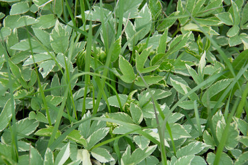 White-green ground cover grass