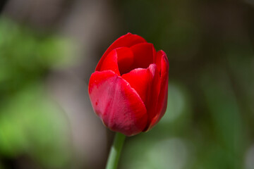 Fototapeta premium Red tulip flower on blurred green background