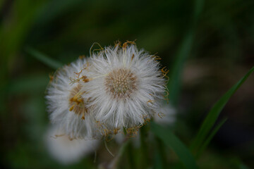 White faded dandelions on a background of green leaves