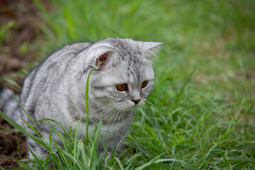 A beautiful British cat with amber eyes sits on the grass and looks carefully somewhere