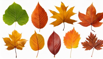 leaves isolated on white