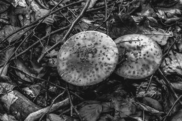 Macro  - Forest - Europe, Romania, Suceava region