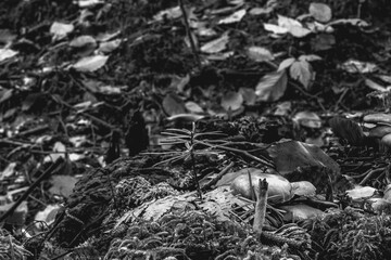 Macro  - Forest - Europe, Romania, Suceava region