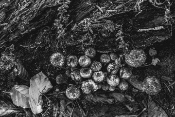 Macro  - Forest - Europe, Romania, Suceava region