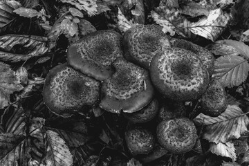 Macro  - Forest - Europe, Romania, Suceava region