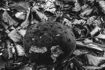 Macro  - Forest - Europe, Romania, Suceava region