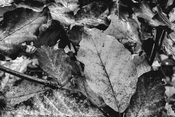 Macro  - Forest - Europe, Romania, Suceava region
