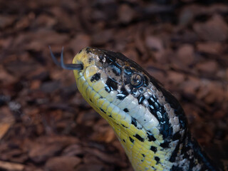 Yellow anaconda snake with head raised and forked tongue out. Close up.