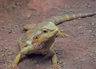 Bearded dragon closeup portrait. Green lizard resting on sand.