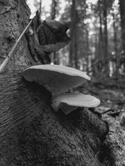 Macro  - Forest - Europe, Romania, Suceava region
