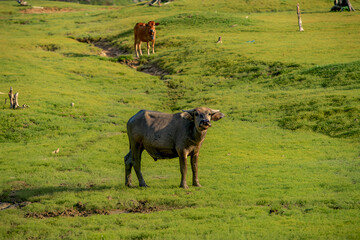 buffalo grazing on green grassland