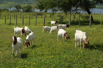 Obraz premium A group of great Boer goats grazing on the farm's green pastures