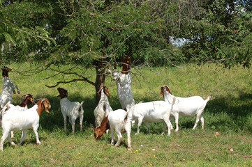 Obraz premium A group of great Boer goats grazing on the farm's green pastures