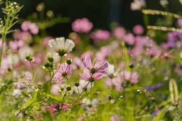 Fototapeta premium Sunlit Cosmos Flowers in a Soft Focus Field