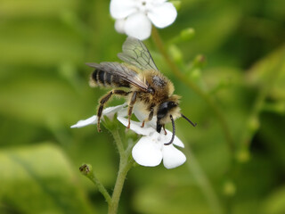 Blunthorn bee (Melitta sp.), male feeding on a white  forget-me-not flower