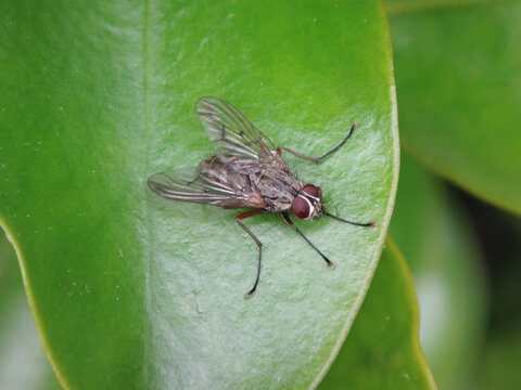 Bristleshin fly (Phaonia sp.), male sitting on a green leaf