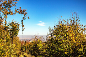 Landscapes - Forest - Europe, Romania, Suceava region