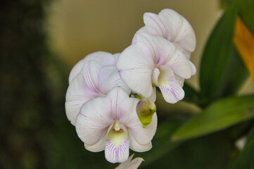 Fototapeta premium Beautiful orchid planted on a tree. These are all plants that make up the Orchidaceae family. phalaenopsis orchid