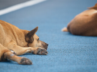 Red dog lying on the blue track surface