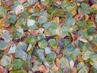 Green and yellow autumn fallen leaves background 