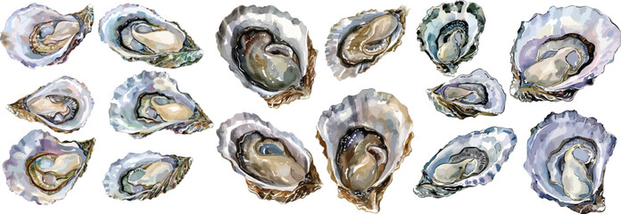 oyster watercolor clipart