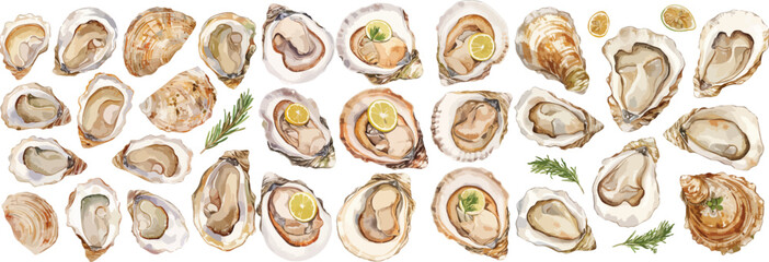 oyster watercolor clipart