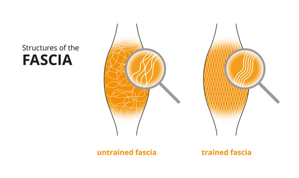 Illustration of a trained and untrained fascia