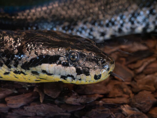 Yellow anaconda snake, close up portrait of face and head with tongue out.