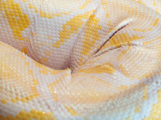 Fototapeta premium Albino Burmese python, close up on skin and scales with yellow and white colors.