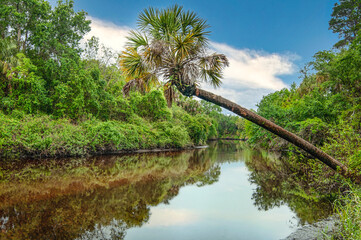 A charming view reflecting the beauty of the South. A palm tree leans over the serene Rye River, mirroring palms and live oaks along the riverbanks. Rye River Preserve, Florida. Horizontal