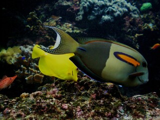 Tropical coral reef fishes. Yellow tang and Orangebar tang.