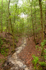 A seasonal seepage stream runs through the slope forest of the Nature Conservancy Garden of Eden in Florida's Panhandle. Vertical