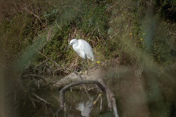 Beautiful portrait of a little egret in the camargue region of France fishing at the side of the water, taken using selective focus with reflection in the water , hobby ornithology birding or bird wat