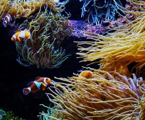 Clownfish or anemonefish are fishes from the subfamily Amphiprioninae in the family Pomacentridae. They form symbiotic mutualisms with sea anemones.