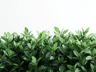 Naklejka premium high-quality, isolated on a white background, highly detailed foliage