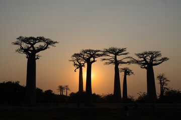 the famous baobab avenue in madagascar near morondova at sundown in south winter