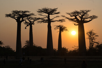 the famous baobab avenue in madagascar near morondova at sundown in south winter