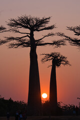 the famous baobab avenue in madagascar near morondova at sundown in south winter