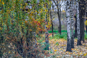 White birch in the park on an autumn November day.