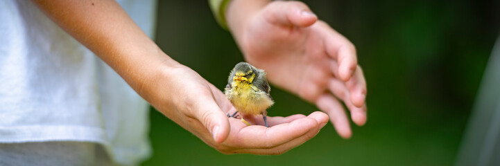 Fototapeta premium Hands gently holding a young bird