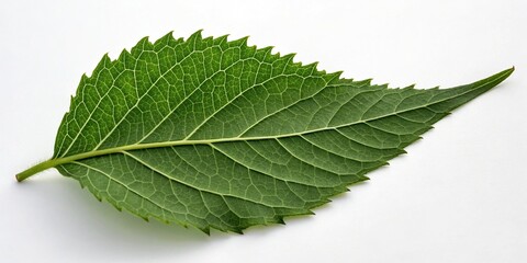 Obraz premium Leaf shape resembling a wavy curve with irregular edges and pointed tips, verdant landscapes, tropical forest foliage