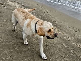 Blonder Short Coated British Labrador Retriever am Strand von Blavand an der dänischen...