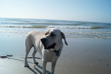 Blonder Short Coated British Labrador Retriever am Strand von Blavand an der dänischen...