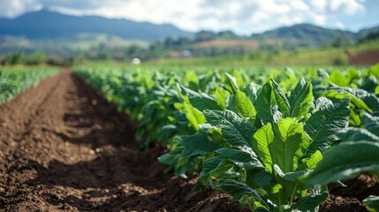 Tobacco Plantation Rows in Rural Setting
