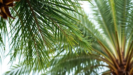Fototapeta premium Palm tree branches with delicate leaves and vibrant green hue, lush foliage, stem anatomy