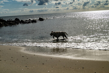 Blonder Short Coated British Labrador Retriever am Strand von Blavand an der d&auml;nischen Nordseek&uuml;ste